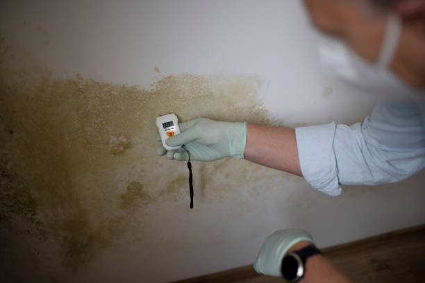Best Crawl Space Mold Removal  in Ripley, TN