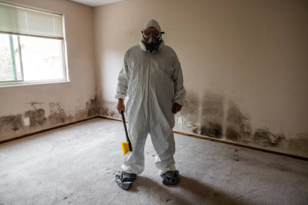Mold Removal Process in Ripley, TN