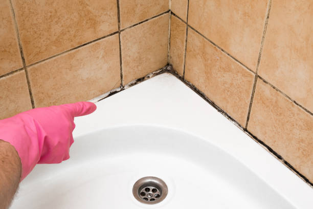 Best Attic Mold Removal  in Ripley, TN